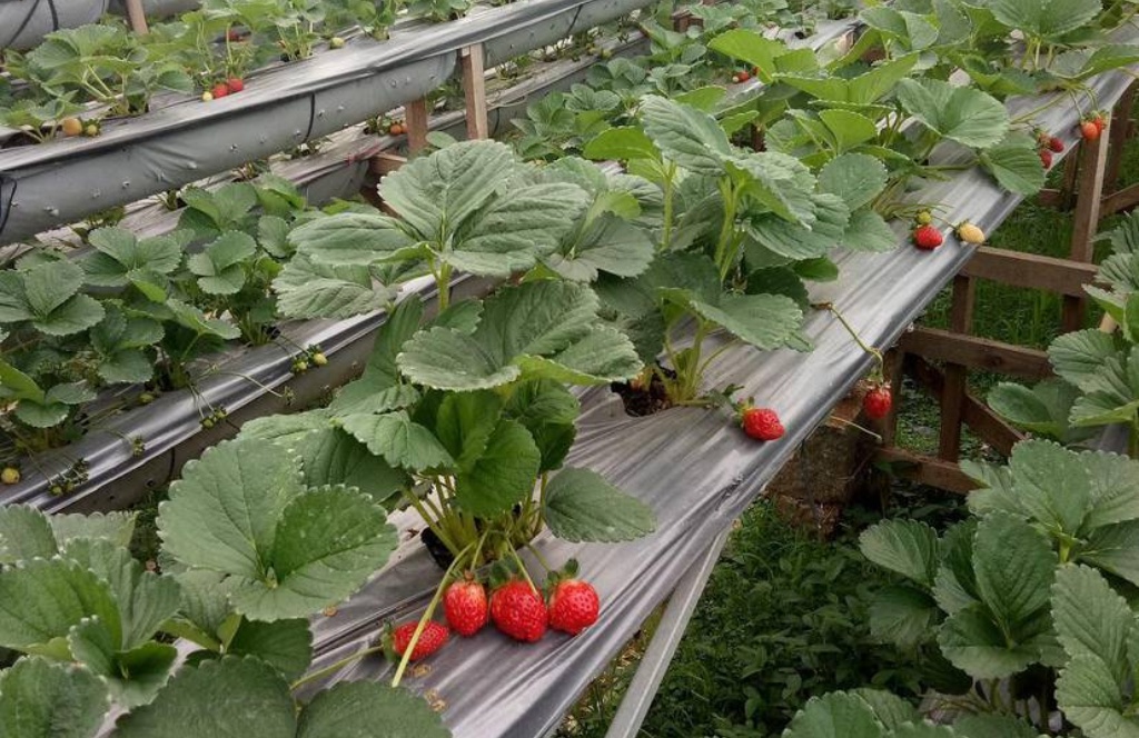 Take a look at the self-picked Dalat strawberry gardens near the city ...